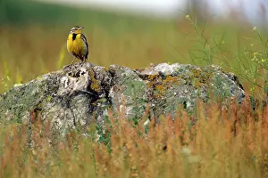 Sturnella: Western MEADOWLARK - perched on rock