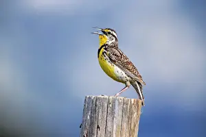 Sturnella: Western Meadowlark - on post singing Grand Teton