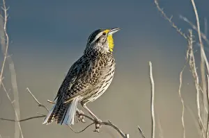 Larks: Western Meadowlark - singing