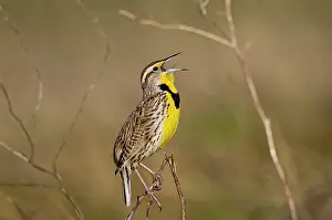 Larks: Western Meadowlark - singing