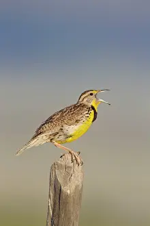 Sturnella: Western Meadowlark - singing - on breeding territory