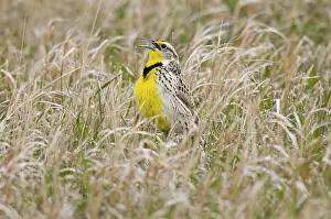 Larks: Western Meadowlark - singing - spring