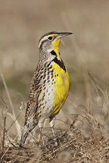 Sturnella: Western Meadowlark (Strunella neglecta)
