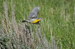 Sturnella: Western Meadowlark (Sturnella neglecta). Western