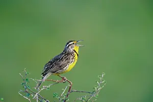 Meadowlark: Western MEADOWLARK - side view, perched on branch