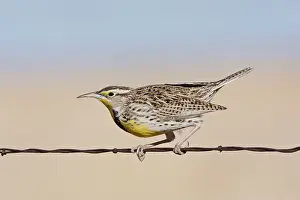 Sturnella: Western Meadowlark - in winter