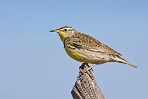 Sturnella: Western Meadowlark - in winter