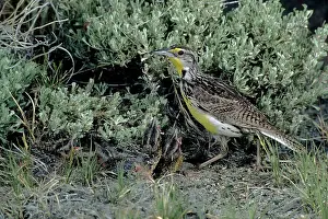 Bonnie Weisser: Western Meadowlark with young