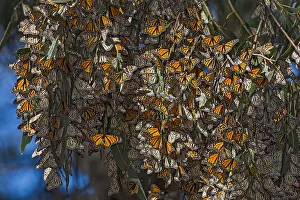Clump: Western Monarch Butterflies (Danaus plexippus) in