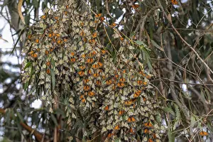Clump: Western Monarch Butterflies (Danaus plexippus) in