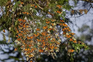Clump: Western Monarch Butterflies (Danaus plexippus) in