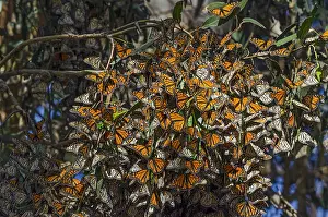 Clump: Western Monarch Butterflies (Danaus plexippus) in