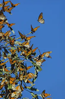 Monarch: Western Monarch Butterflies (Danaus plexippus) enjoying