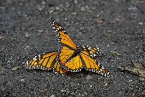 Preparing: Western Monarch Butterflies (Danaus plexippus) preparing