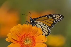 Zinnia: Western Monarch Butterfly (Danaus plexippus) on