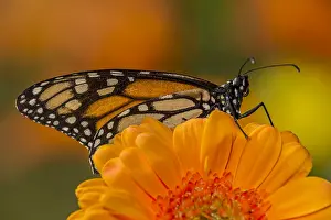 Zinnia: Western Monarch Butterfly (Danaus plexippus) on