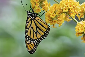 Monarch: Western Monarch Butterfly (Danaus plexippus). OR. Summer