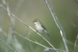 Hippolais: Western Olivaceous Warbler