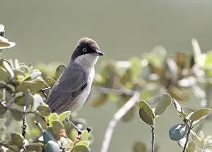 Hortensis: Western Orphean Warbler - in olive tree - April