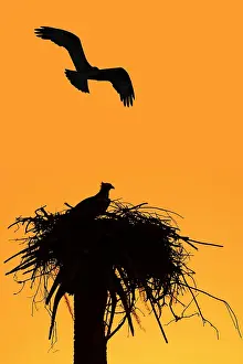 Caring: Western osprey (Pandion haliaetus) in the nest at