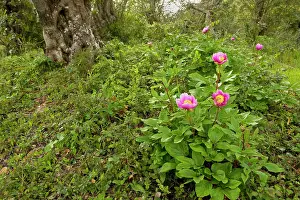 Carobs: Western Paeony - in Carob grove