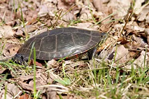 Chequamegon: Western Painted Turtle