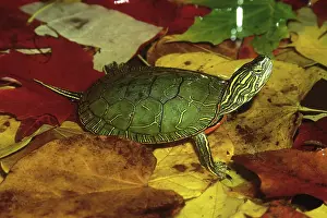Emydidae: Western Painted Turtle