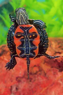 Chelonian: Western Painted Turtle, Chrysemys picta