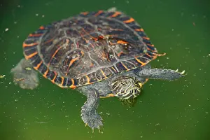 Testudinata: Western Painted Turtle (Chrysemys picta bellii)
