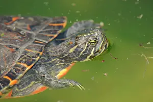 Testudinata: Western Painted Turtle (Chrysemys picta bellii)