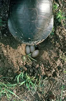 Belli: Western Painted Turtle Eggs