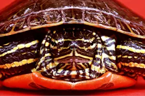Mary Clay: Western Painted Turtle - head on, close up
