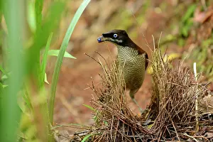 Stealing: Western Parotia