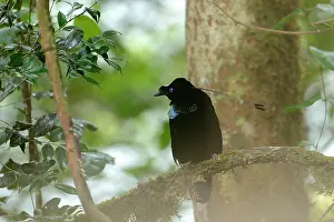 Barat: Western Parotia