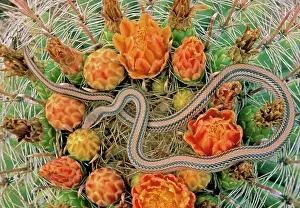 Salvadora: Western Patch-nosed Snake