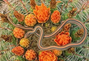 Salvadora: Western Patch-nosed Snake - on Barrel Cactus