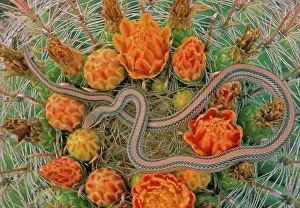 Patch: Western Patch-nosed Snake (Salvadora hexalepis) - Arizona -