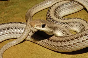 Patch: Western Patchnose Snake
