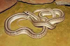 Salvadora: Western Patchnose Snake