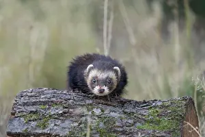 Putorius: Western Polecat (Mustela putorius) adult, climbing