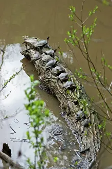 Marmorata: Western Pond Turtles
