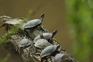 Marmorata: Western Pond Turtles