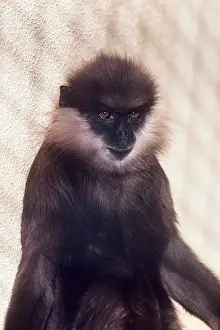 Semnopithecus: Western Purple-faced Langur