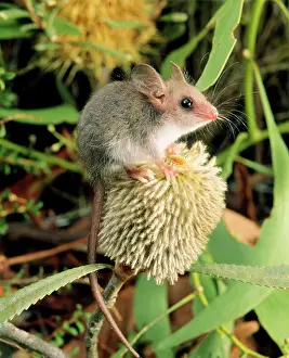 Banksia: Western Pygmy Possum - on banksia