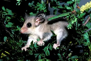 Possum: Western pygmy possum (Mundarda) (Cercartetus concinnus)