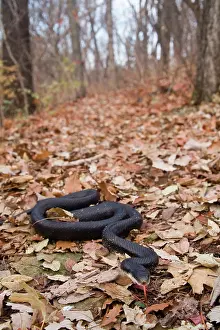Sqamata: Western Rat Snake
