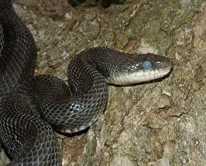 Clouded: Western Rat Snake