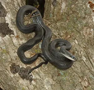 Clouded: Western Rat Snake