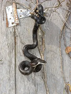 Clouded: Western Rat Snake