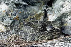 Okanagan: Western Rattlesnake